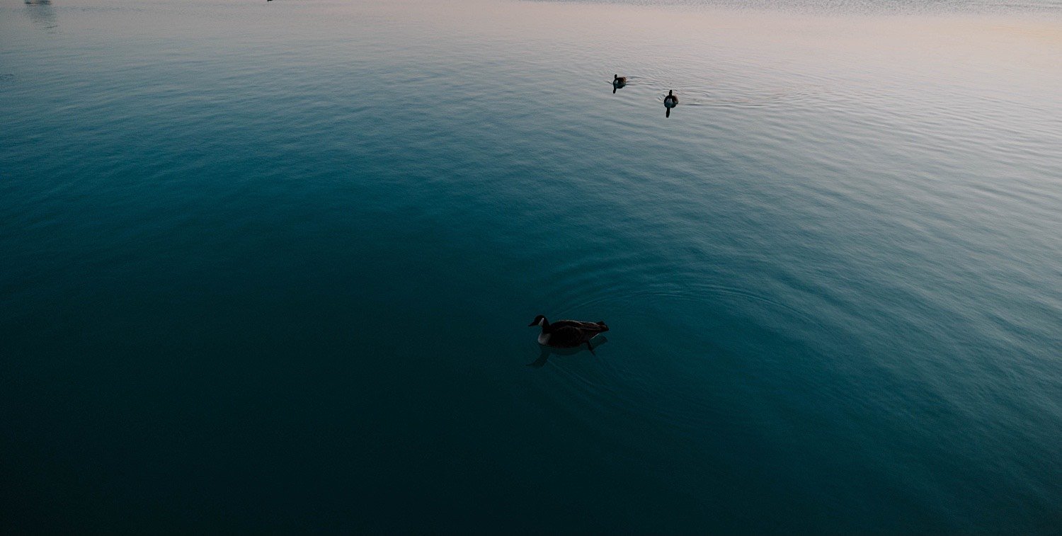 Ducks swimming in Lake Michigan at Sunrise